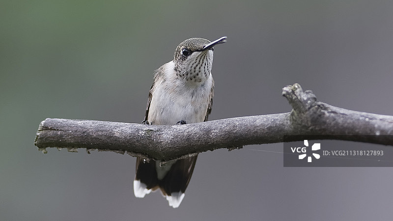 蜂鸟栖息在树枝上的特写镜头，密苏里州高岭，美国图片素材