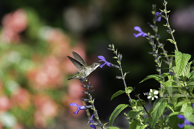 蝴蝶在紫色花朵上采蜜特写，美国密苏里州图片素材