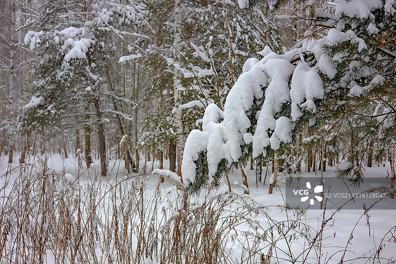 白雪覆盖的田野上的树木图片素材