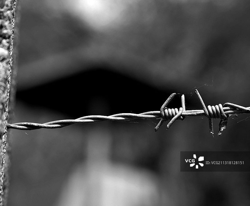 带刺铁丝网的特写，荷兰图片素材