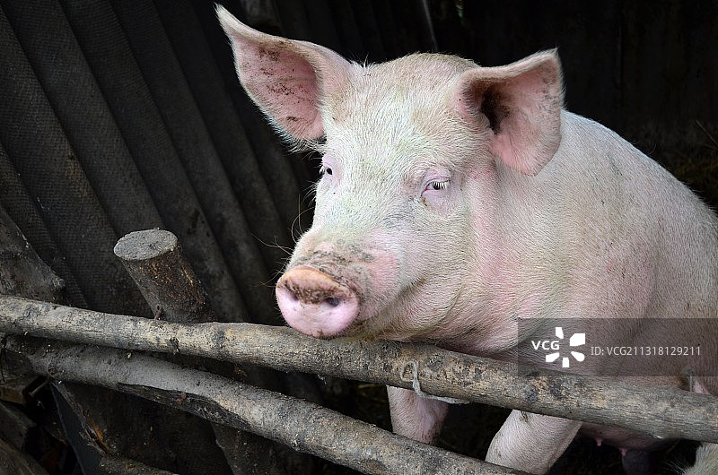 家猪的特写图片素材