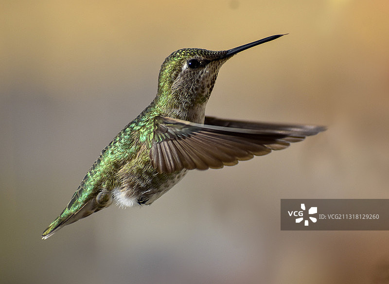 户外飞行的蜂鸟特写图片素材