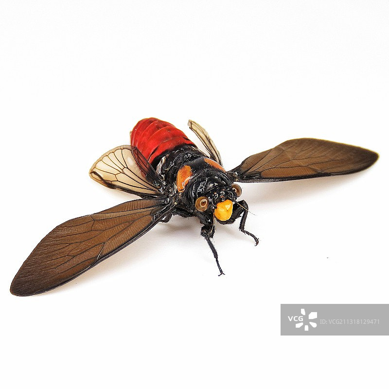 马来西亚白色背景上的昆虫特写图片素材