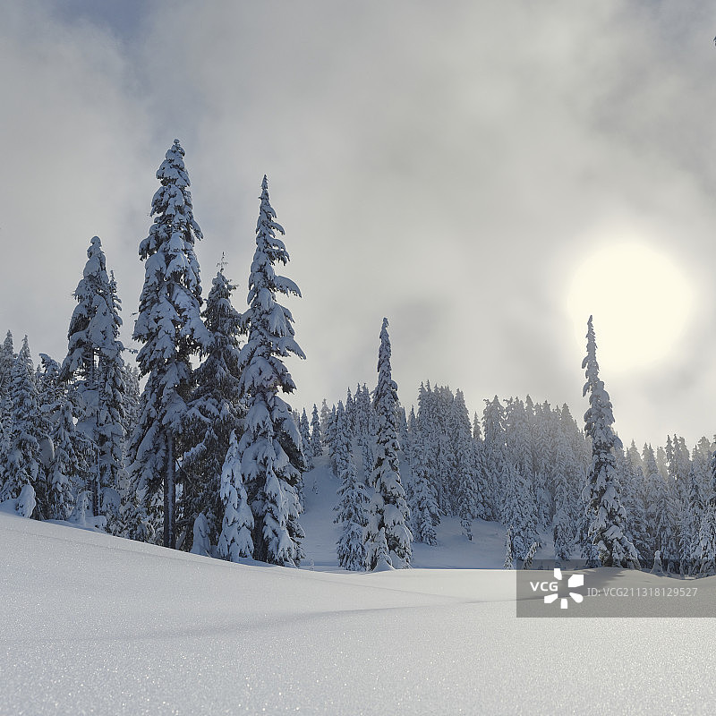 加拿大加里波第省立公园雪地上的树木图片素材