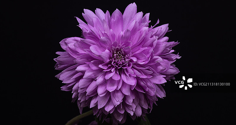 黑色背景下的粉色花朵特写，埃及开罗图片素材