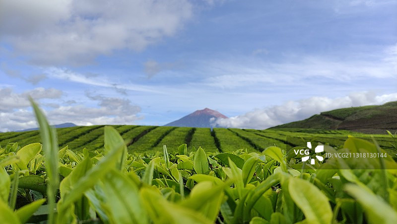 印度尼西亚占碑省克林吉县农业景观图片素材