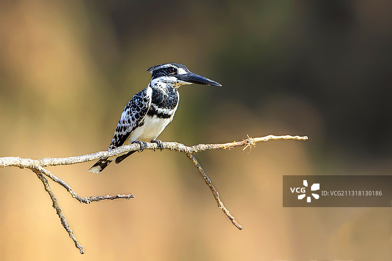 斑鱼狗图片素材