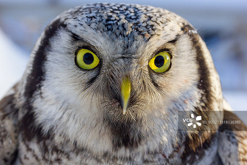 大雕鸮特写肖像图片素材