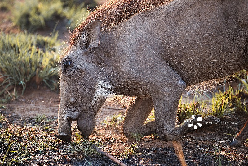 南非皮拉内斯堡国家公园中大象的侧面图片素材