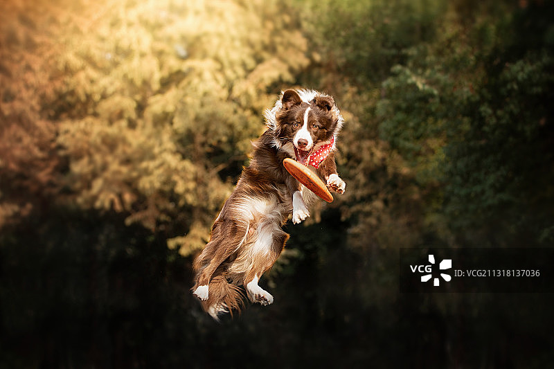 跳跃接飞盘的边牧犬图片素材