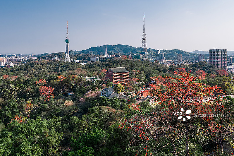 春天早晨木棉花盛开的广州越秀山图片素材