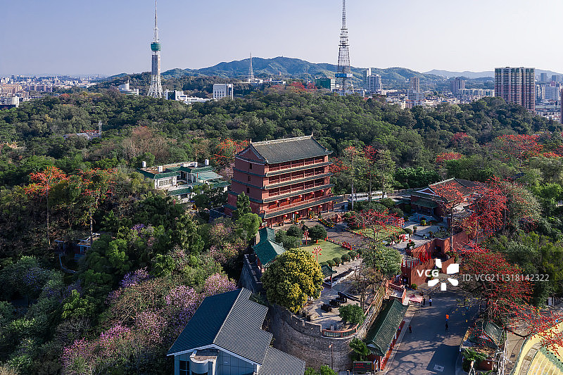 春天早晨木棉花盛开的广州越秀山镇海楼图片素材