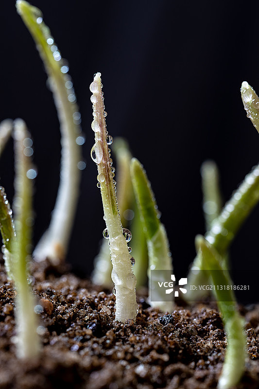 雨水中萌芽的植物图片素材