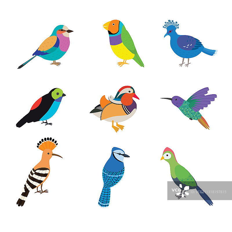 地球上最美丽的鸟类套装图片素材