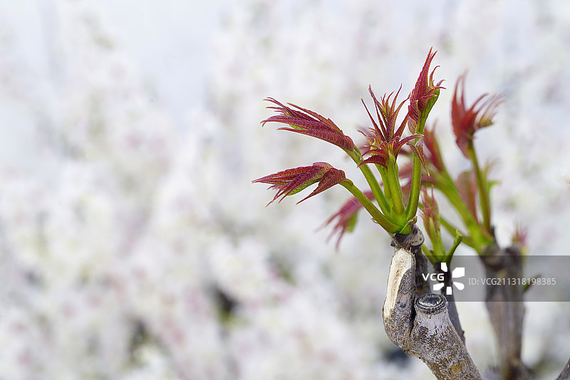 生长中的香椿图片素材
