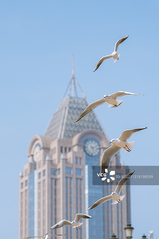 海鸥海鸥我们的朋友图片素材