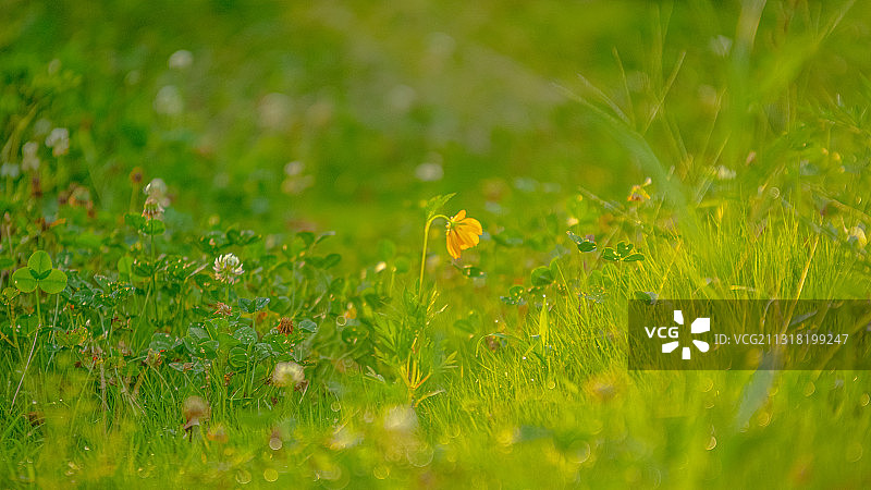 雨后草丛图片素材