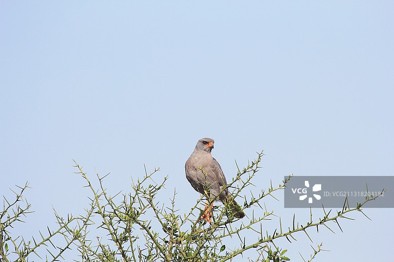 红脚隼图片素材