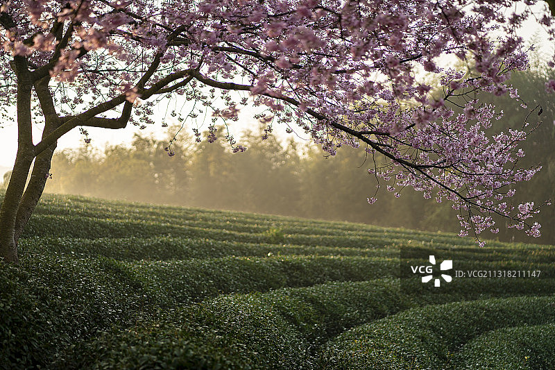 晨曦中的漳平永福茶园樱花图片素材