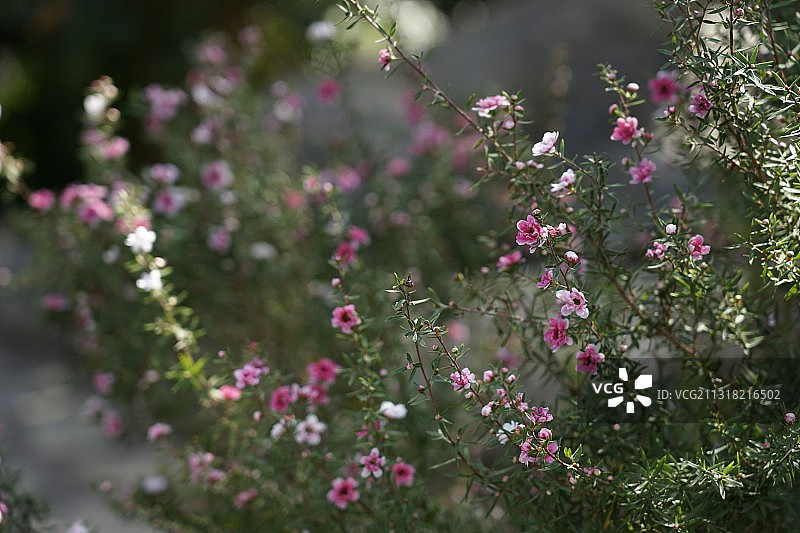 松红梅图片素材