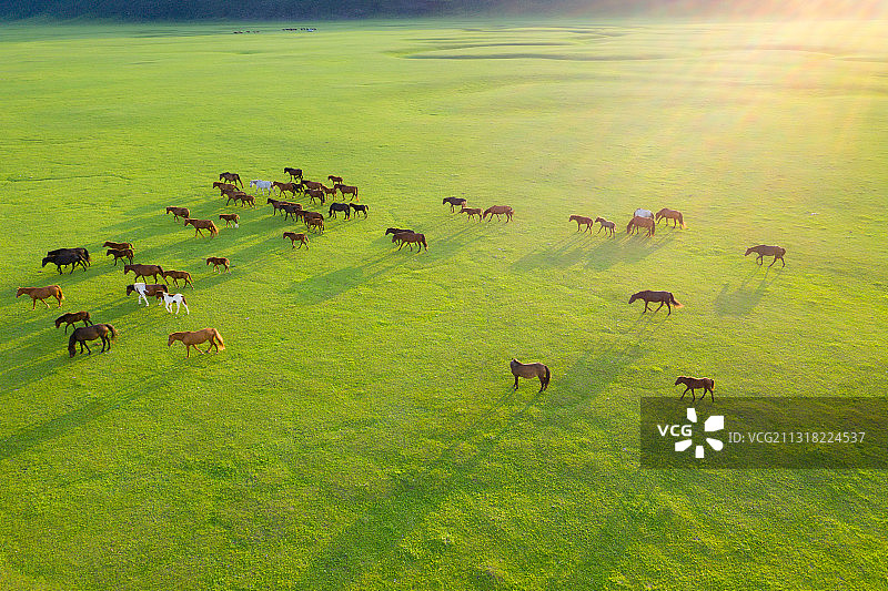 内蒙古呼伦贝尔草原上的马群图片素材