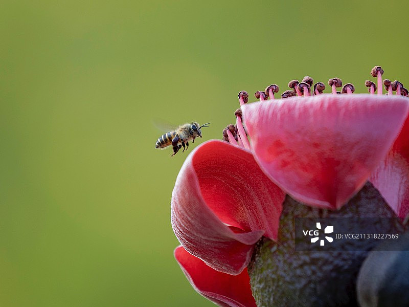 蜜蜂与木棉花图片素材