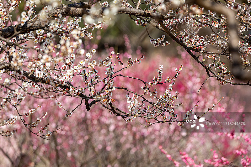 江苏无锡市梅园梅花图片素材
