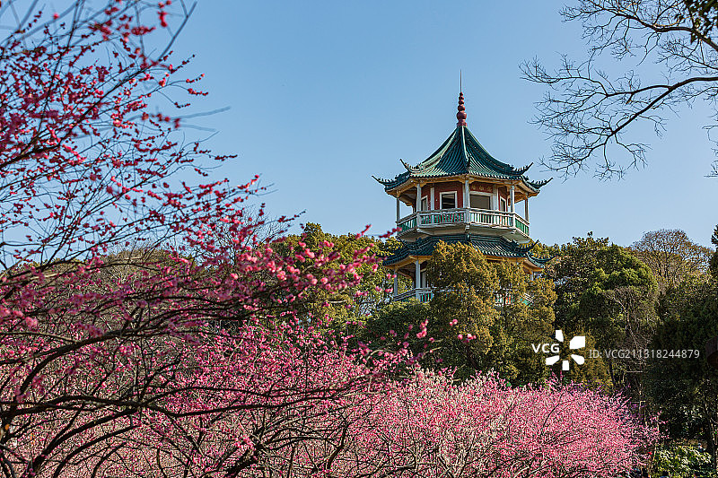 江苏无锡市梅园梅花图片素材