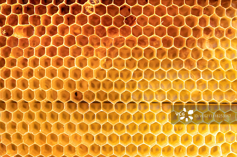 蜂巢特写图片素材