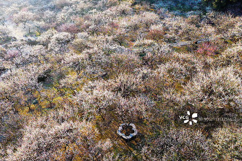 苏州光福香雪海，梅花，春天图片素材