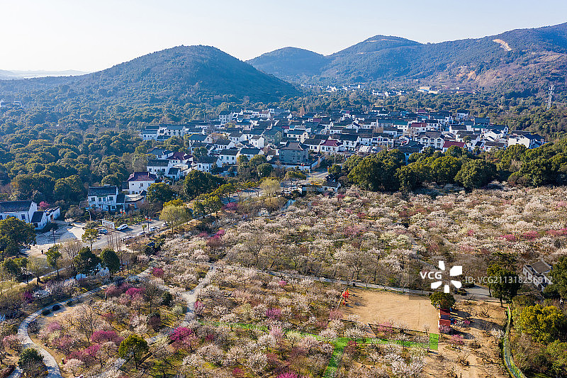 苏州光福香雪海，梅花，春天图片素材