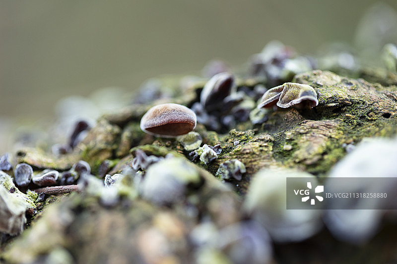 枯树上生长的黑木耳图片素材