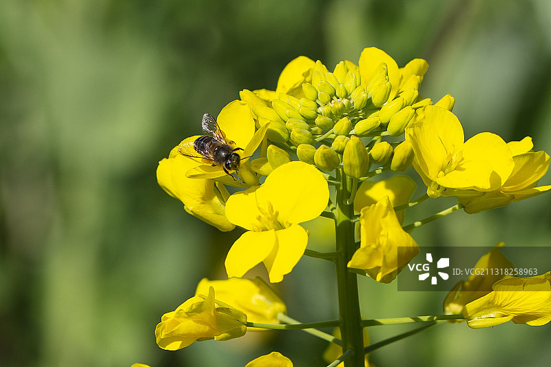 春天田野里的油菜花图片素材