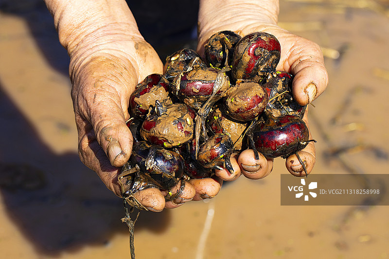 捧着马蹄的双手图片素材