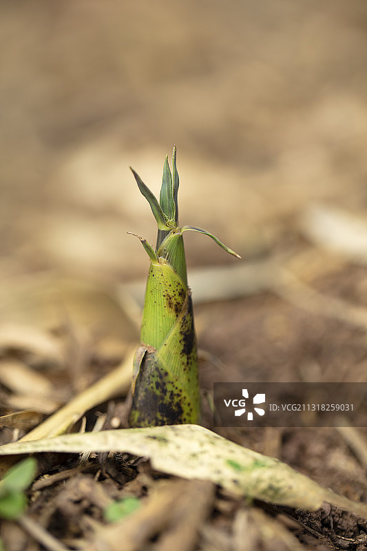 春天的竹笋图片素材