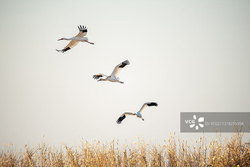 白鹤飞翔图片素材