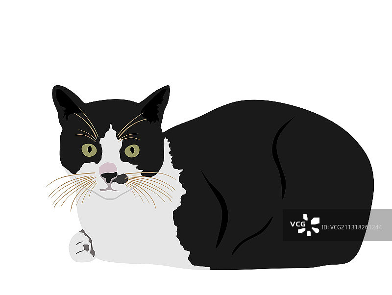 黑白可爱猫咪图片素材