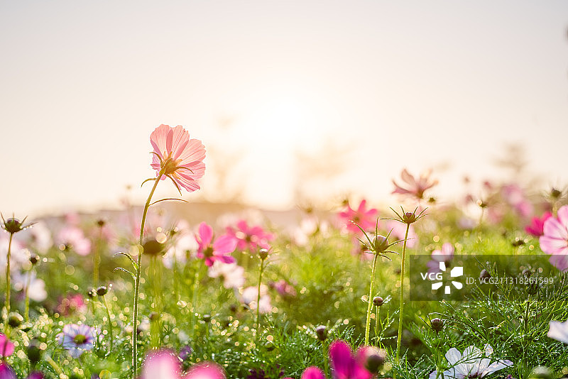 深圳香蜜公园里盛开的格桑花图片素材