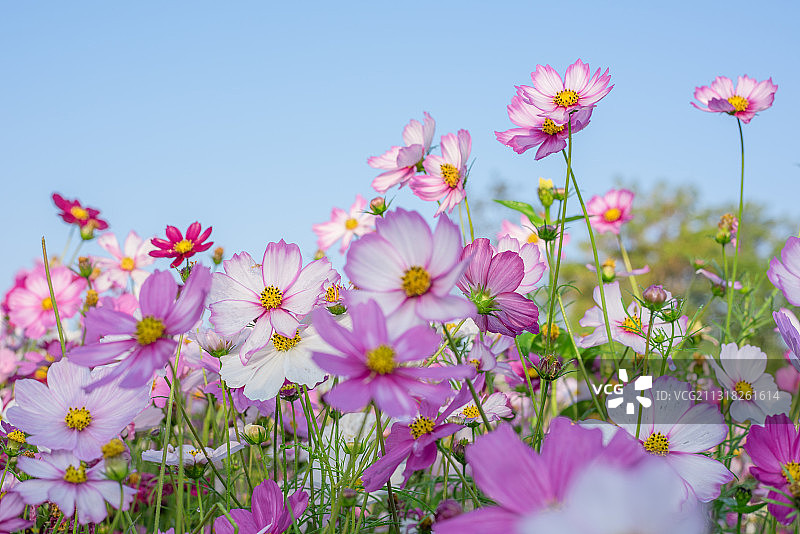 深圳香蜜公园里盛开的格桑花图片素材