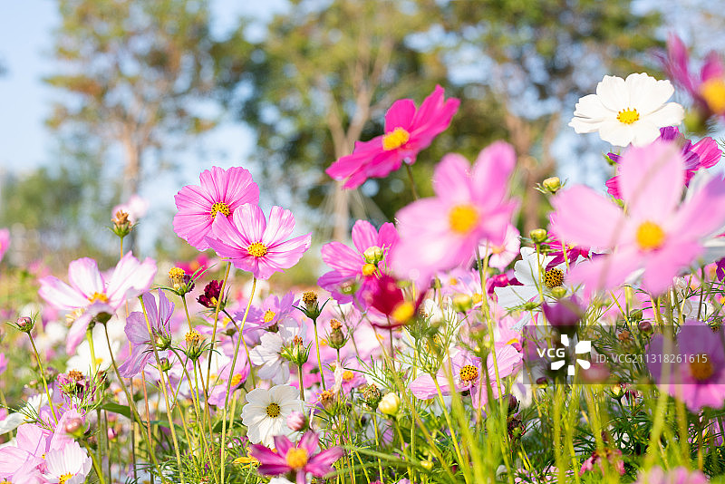 深圳香蜜公园里盛开的格桑花图片素材