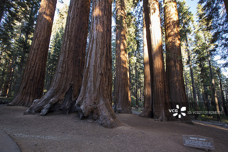 美国加州红杉国家公园内的巨杉图片素材