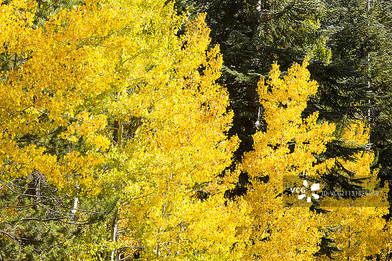 美国加利福尼亚州泉维尔附近颤杨的秋色图片素材