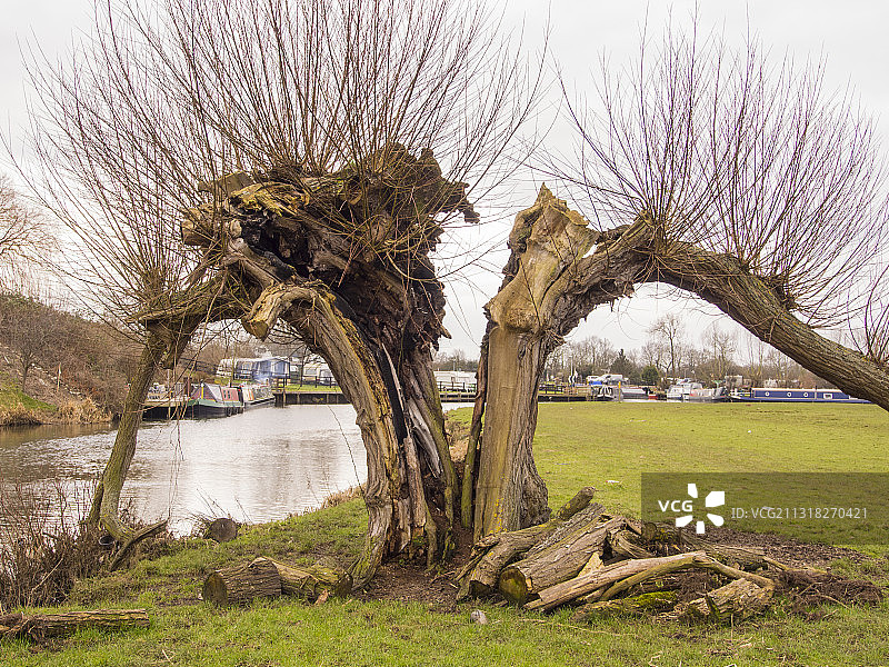 英国莱斯特郡索尔河畔巴罗运河边的古老垂柳图片素材