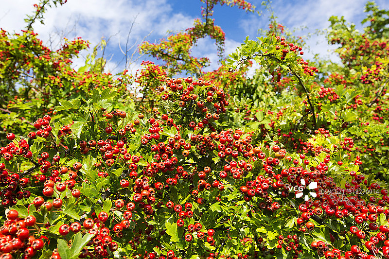 英国伍斯特郡伊夫舍姆谷的山楂果图片素材