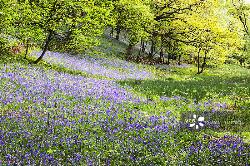 英国湖区安布尔赛德附近的风铃草林地图片素材