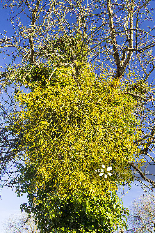 英国赫里福德郡树上生长的寄生植物：槲寄生图片素材