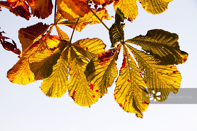 秋天的七叶树叶，英国坎布里亚郡安布尔赛德图片素材