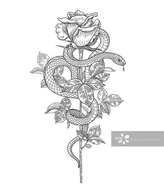 缠绕的蛇与玫瑰花蕾图片素材