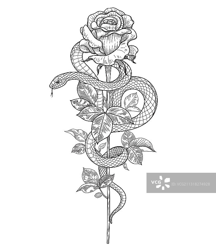 缠绕的蛇与玫瑰花图片素材