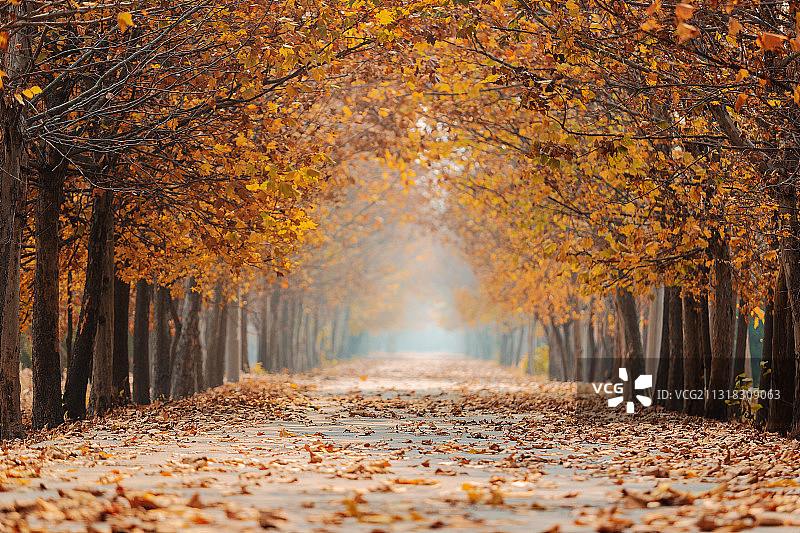 秋天的梧桐图片素材